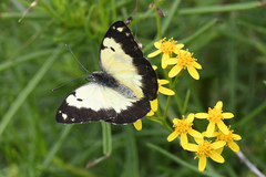 Belenois creona severina