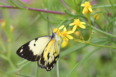 Belenois creona severina