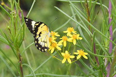 Belenois creona severina