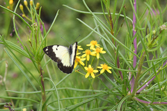 Belenois creona severina