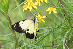 Belenois creona severina