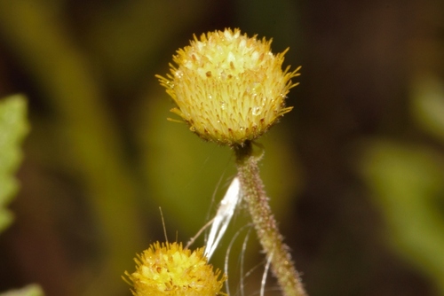 Ulm Vleiweed (Nidorella ulmifolia)