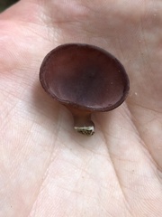 Auricularia auricula-judae