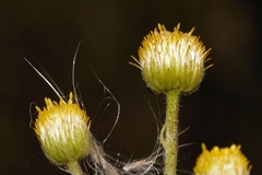 Nidorella ulmifolia image