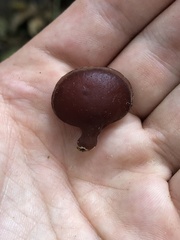 Auricularia auricula-judae
