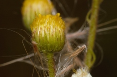 Image of Nidorella ulmifolia