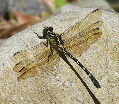 Hemigomphus heteroclytus