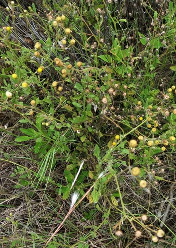 Nidorella ulmifolia image