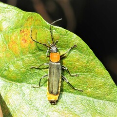 Chauliognathus tricolor