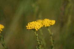 Achillea ageratum