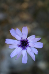 Catananche caerulea