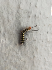 Nyctemera adversata