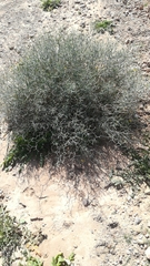 Launaea arborescens