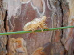 Cicada