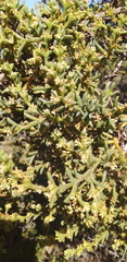 Salsola oppositifolia