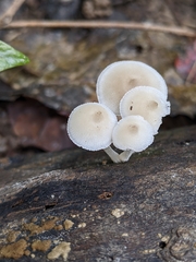 Favolaschia manipularis