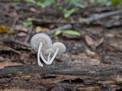 Favolaschia manipularis
