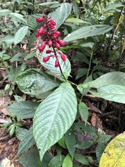 Stenostephanus