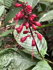 Stenostephanus