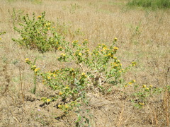Scolymus hispanicus occidentalis