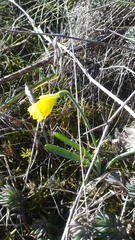 Narcissus