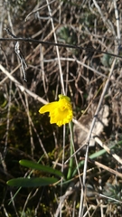 Narcissus