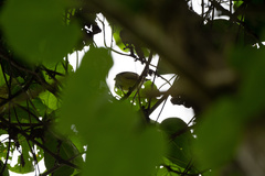 Microcerculus marginatus