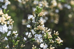 Epacris paludosa