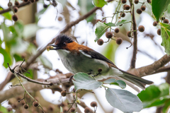 Hemixos castanonotus