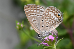 Lepidochrysops patricia