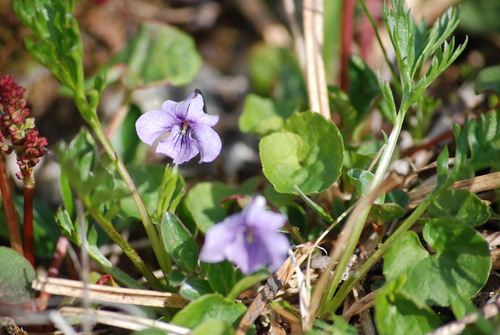 Image of Viola epipsiloides by no rights reserved
