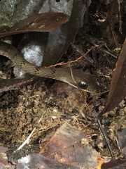 Dendrophidion dendrophis