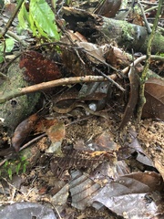 Dendrophidion dendrophis