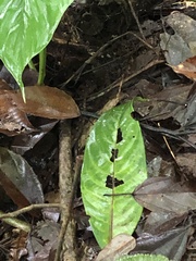 Dendrophidion dendrophis