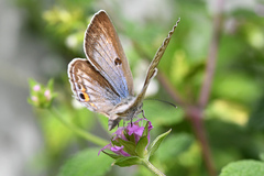 Lepidochrysops patricia
