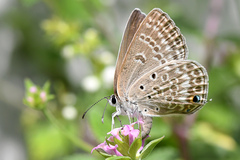 Lepidochrysops patricia