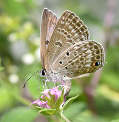 Lepidochrysops patricia