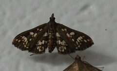 Ischnurges illustralis