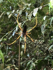 Nephila kuhli