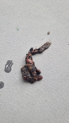 Paradoxurus musangus