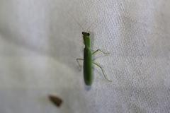 Orthodera