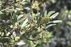 Tasmannia xerophila