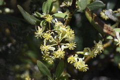 Tasmannia xerophila