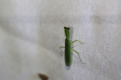 Orthodera