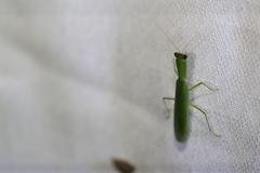 Orthodera