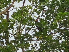 Gracula religiosa