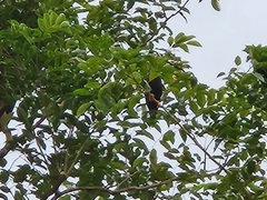 Gracula religiosa