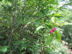 Magnolia salicifolia