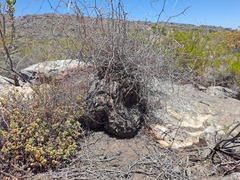Dioscorea elephantipes
