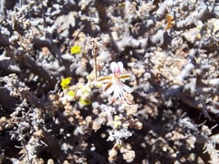 Pelargonium alternans